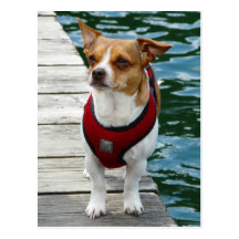 JRT in Red Vest on Boat Dock Post Cards
