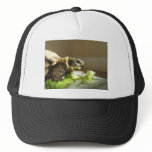 Juan Carlos The Turtle! hats