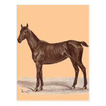 Jucker "Sütveny" Horse by Thomas von Nathusius postcards