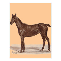 Jucker "Sütveny" Horse by Thomas von Nathusius Postcards