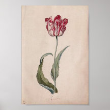 Judith Leyster Tulip Poster