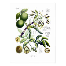 Juglans regia (walnut) postcard