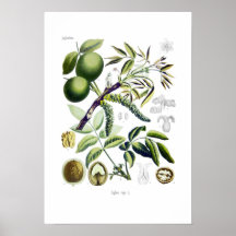 Juglans regia (walnut) posters
