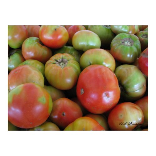 Juicy Tomatoes print