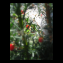Jul Berries No.1 posters by trendhuntress Jul Berries No.1 posters