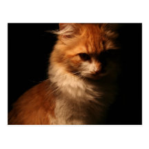 Jule Postcards