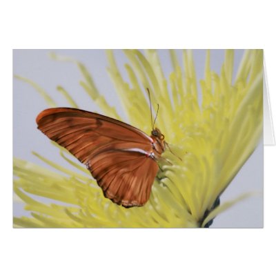 Julia Butterfly Cards by roimim