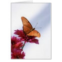 Julia Butterfly cards