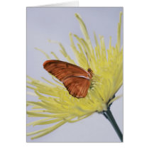 Julia Butterfly cards by roimim Julia Butterfly cards