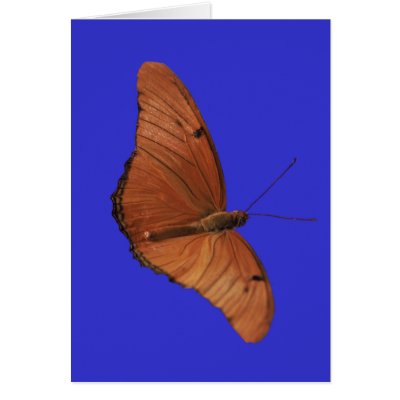 Julia Butterfly Cards by roimim