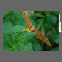 Julia Butterfly cards