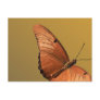 Julia Butterfly Postcards