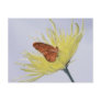 Julia Butterfly Postcards