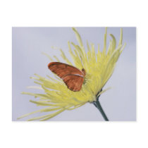 Julia Butterfly postcards