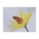 Julia Butterfly postcards