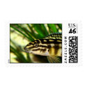 Julidochromis marlieri postage by EliteCichlids Julidochromis marlieri postage