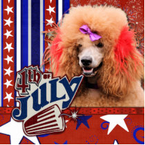 July 4th Firecracker - Poodle - Red Photo Sculpture