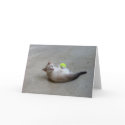 July Wild Kitten Cards