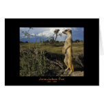 kalahari, meerkat, project, legends, juma, park,