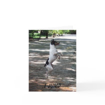 Jump For Joy cards