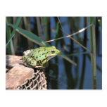 Jump - green frog at lake post cards