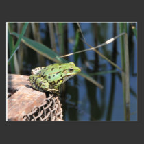 Jump - green frog at lake postcards