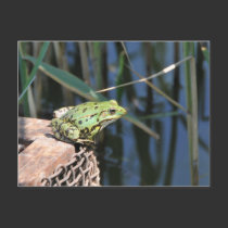 Jump - green frog at lake postcards