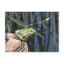 Jump - green frog at lake post cards