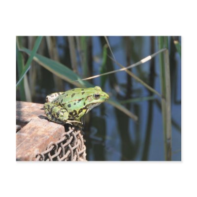 Jump - green frog at lake post cards by Rainmountain