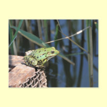 Jump - green frog at lake postcards
