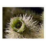 Jumping Cholla Cactus flowers Postcards