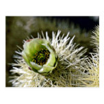 Jumping"" Cholla Cactus Postcard