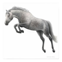 Jumping Dappled Grey Horse posters by twopurringcats Jumping Dappled Grey Horse posters