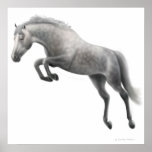 Jumping Dappled Grey Horse posters