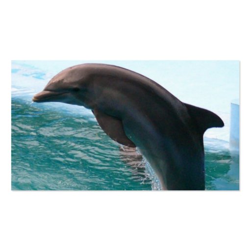 Jumping Dolphin Business Card (back side)