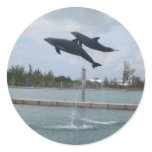 Jumping Dolphin Sticker