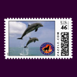 Jumping Dolphins