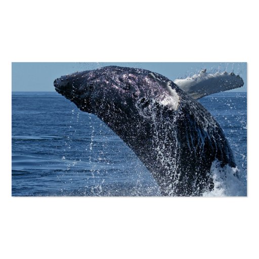 Jumping Humpback Whale Business Cards (back side)