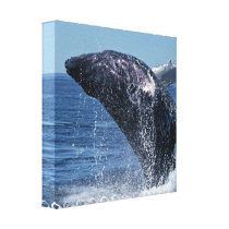 Jumping Humpback Whale  Canvas Print