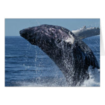 Jumping Humpback Whale Greeting Cards