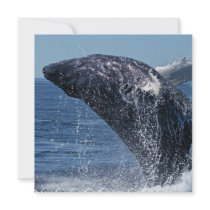 Jumping Humpback Whale  Invitations