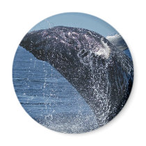 Jumping Humpback Whale Magnet