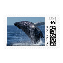 Jumping Humpback Whale  Postage Stamp