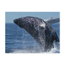 Jumping Humpback Whale Postcard