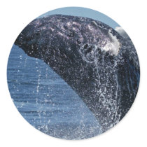 Jumping Humpback Whale Stickers