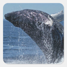 Jumping Humpback Whale Stickers