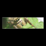 Jumping Spider bumper stickers