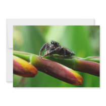Jumping spider custom invite