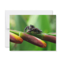 Jumping spider personalized invitation