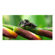 Jumping spider custom photo card